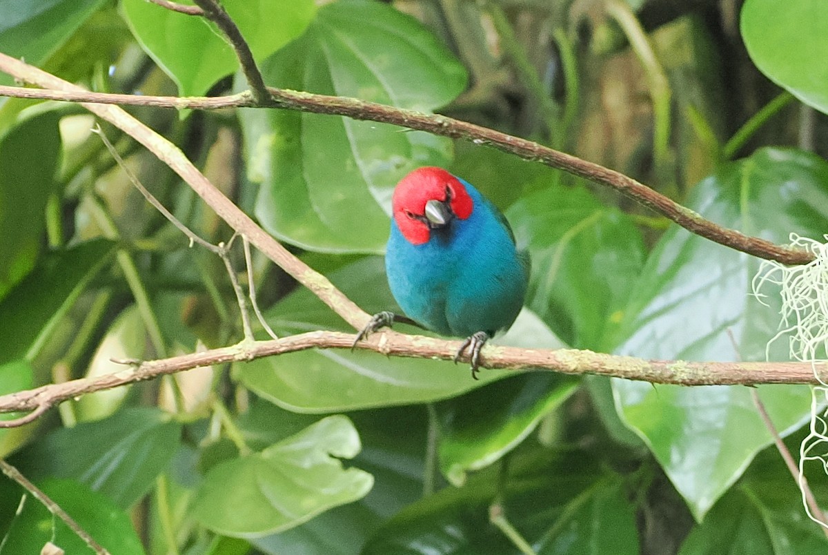 Vanuatu Papağan İspinozu (cyaneovirens/gaughrani) - ML623098976