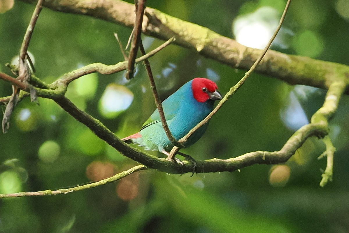 Vanuatu Papağan İspinozu (cyaneovirens/gaughrani) - ML623098977