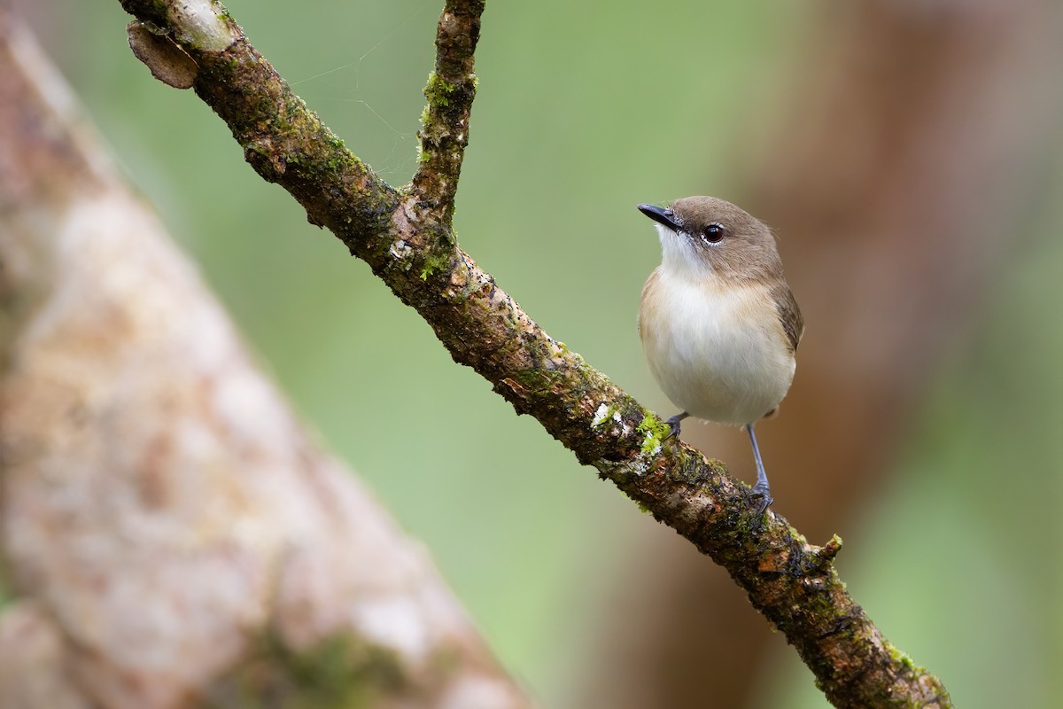 Large-billed Gerygone - ML623098979