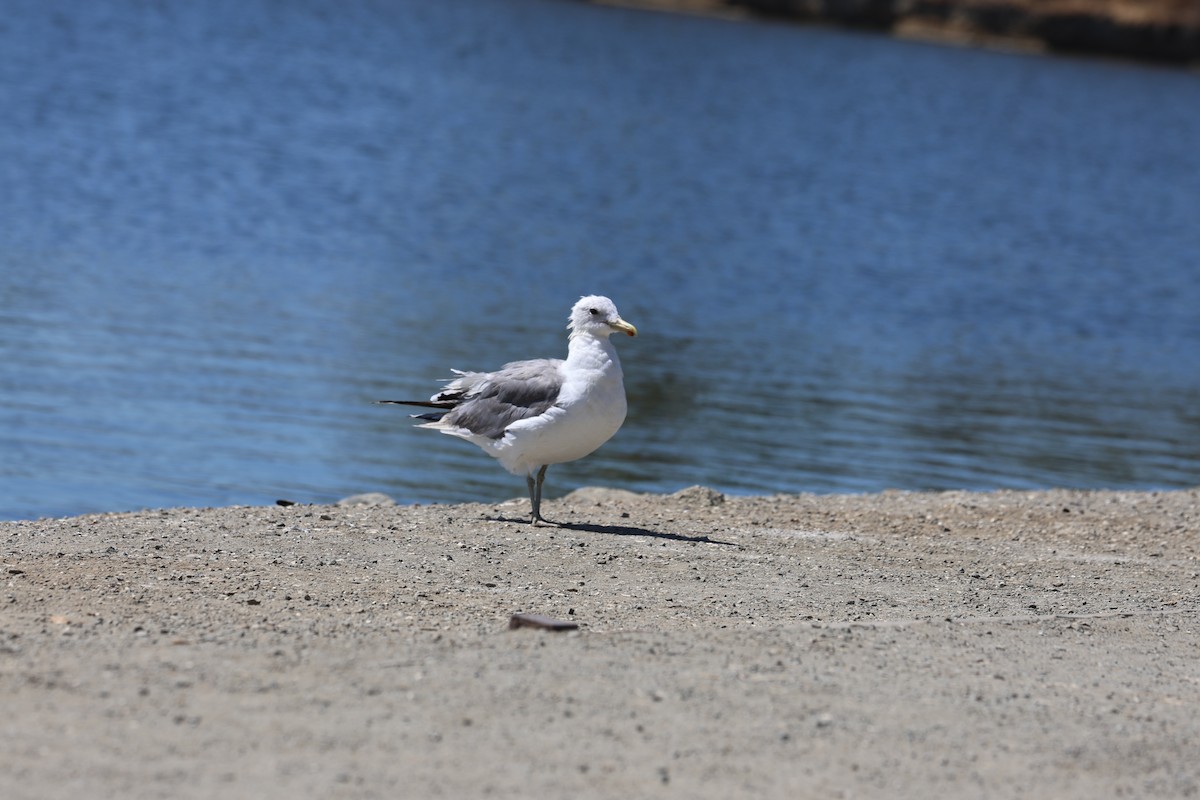 Gaviota Californiana - ML623098981