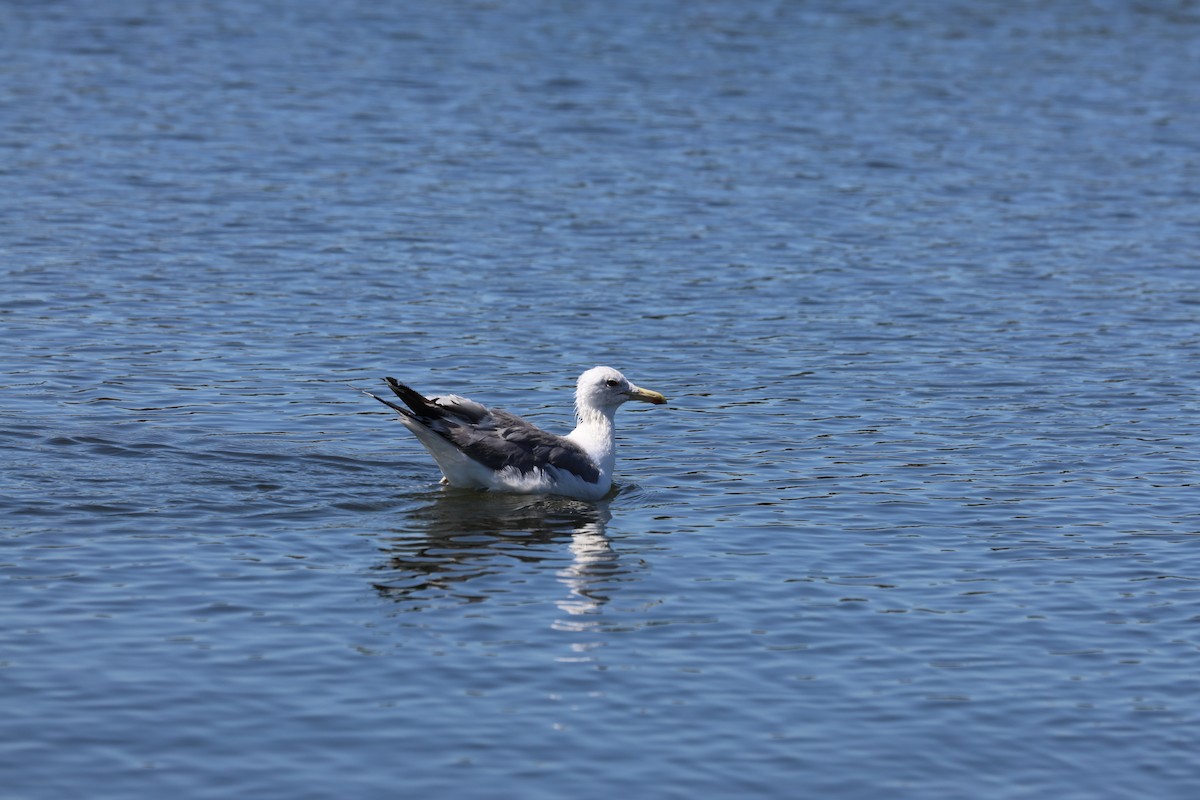 Gaviota Californiana - ML623098982