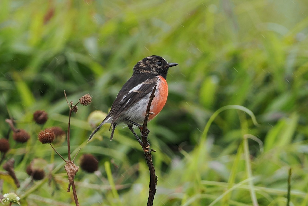 Pacific Robin - ML623098992