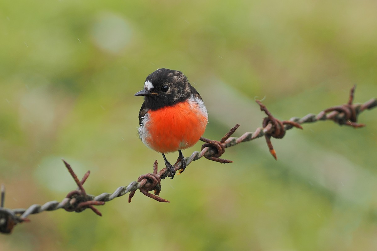 Pacific Robin - ML623098993