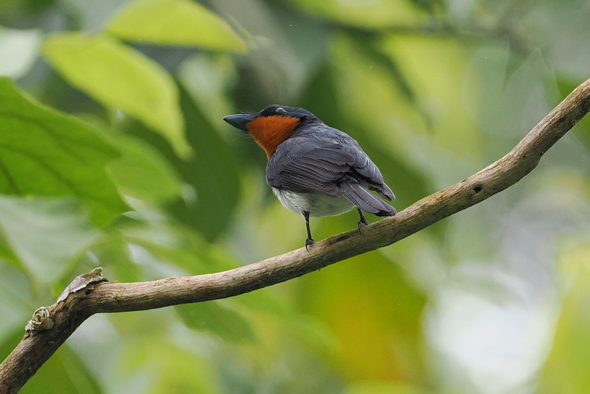 Samoan Flycatcher - ML623099001