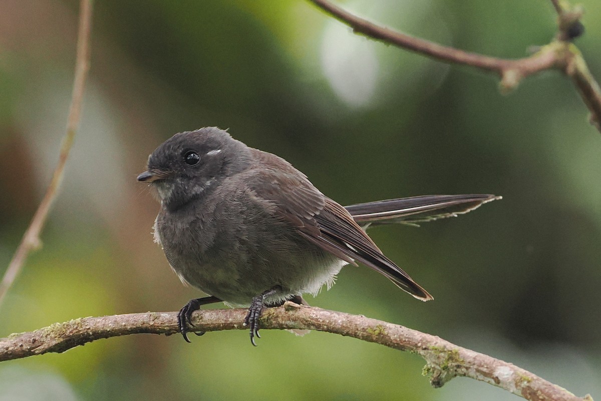 Samoan Fantail - ML623099009