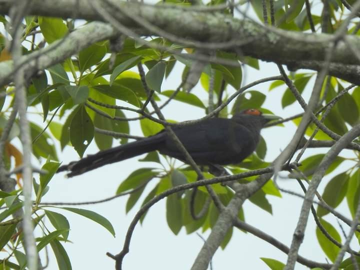 Black-bellied Malkoha - ML623099020