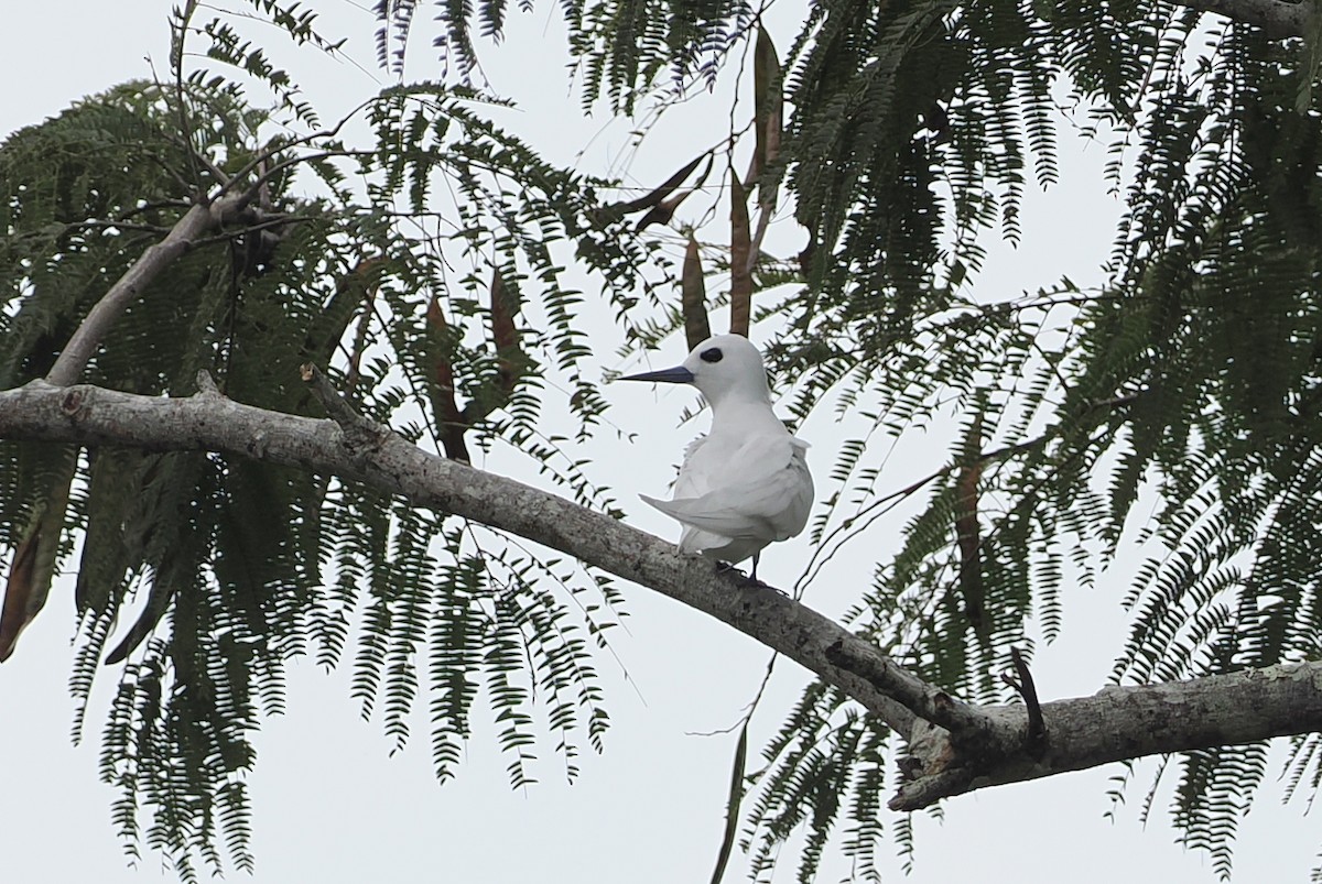 White Tern - ML623099035