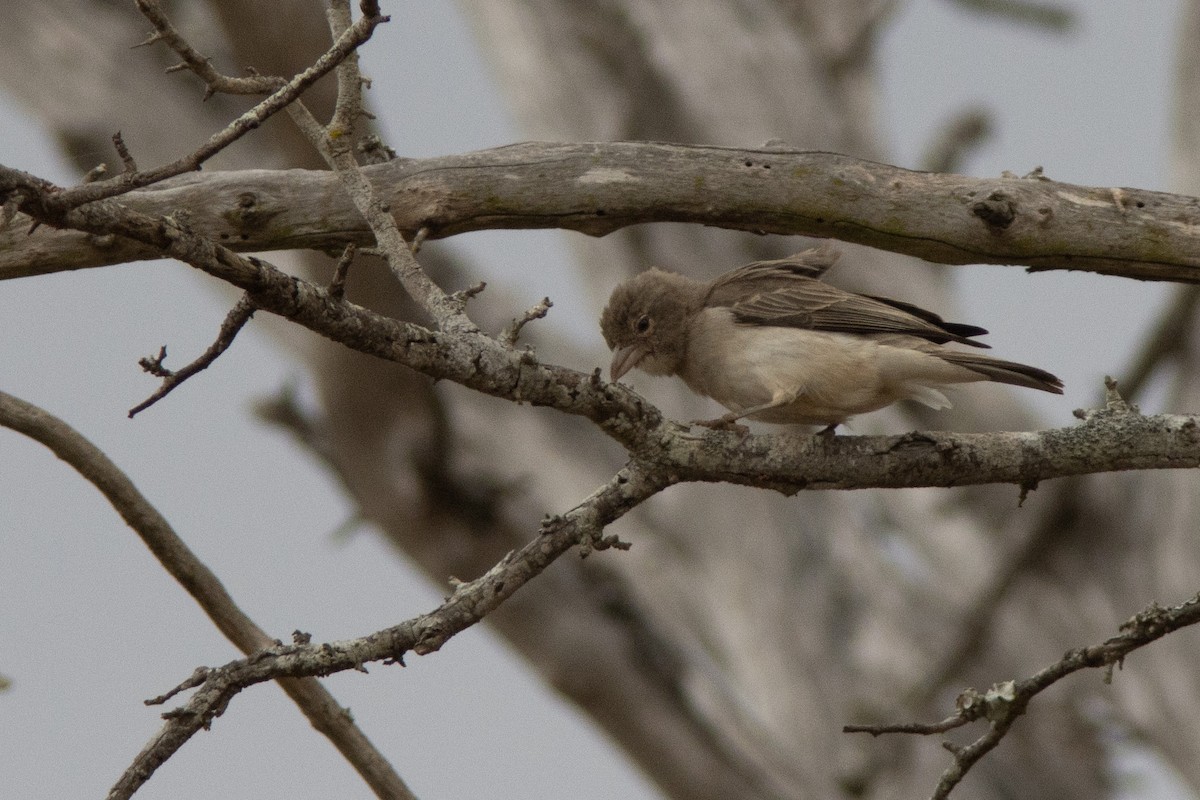 Yellow-spotted Bush Sparrow - ML623099041