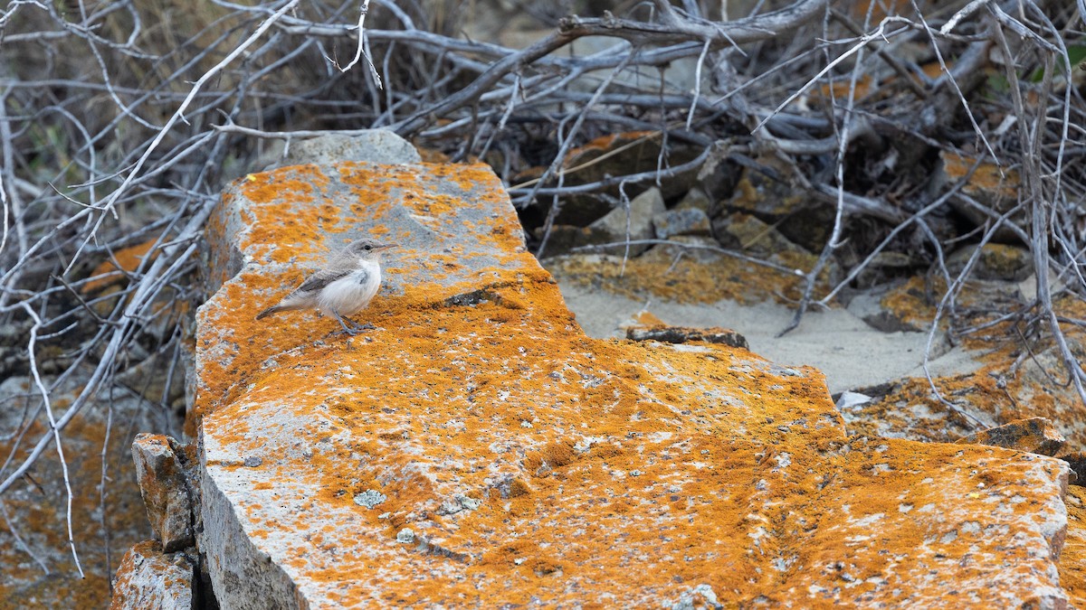 Rock Wren - Jonathan Guillot