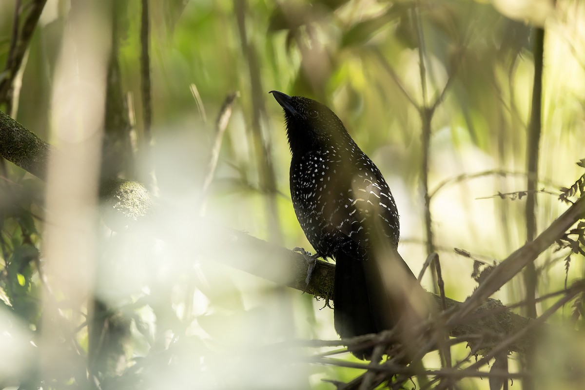 Large-tailed Antshrike - ML623099115