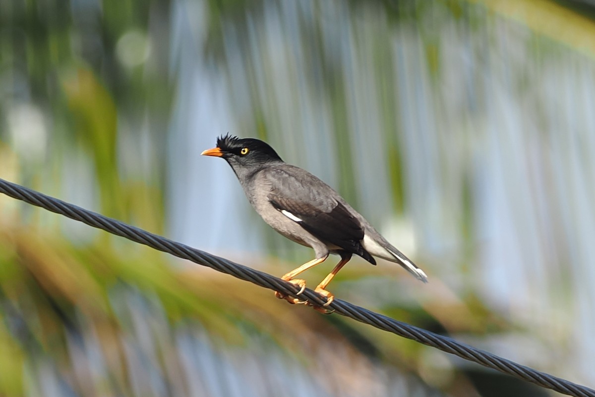 Jungle Myna - ML623099118