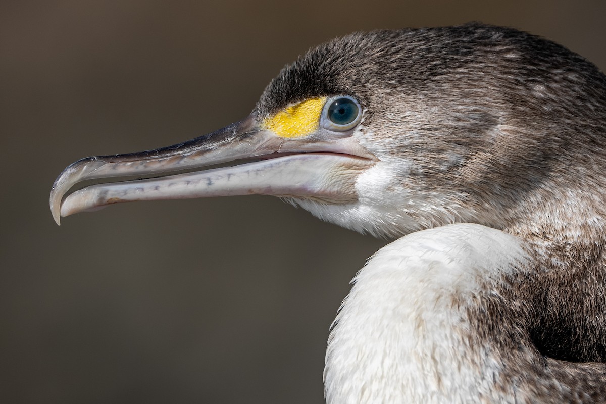 Pied Cormorant - ML623099160