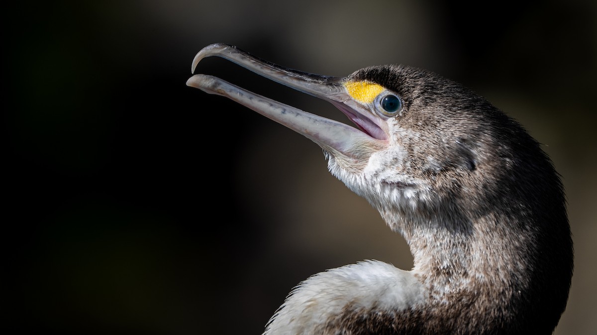 Pied Cormorant - ML623099161