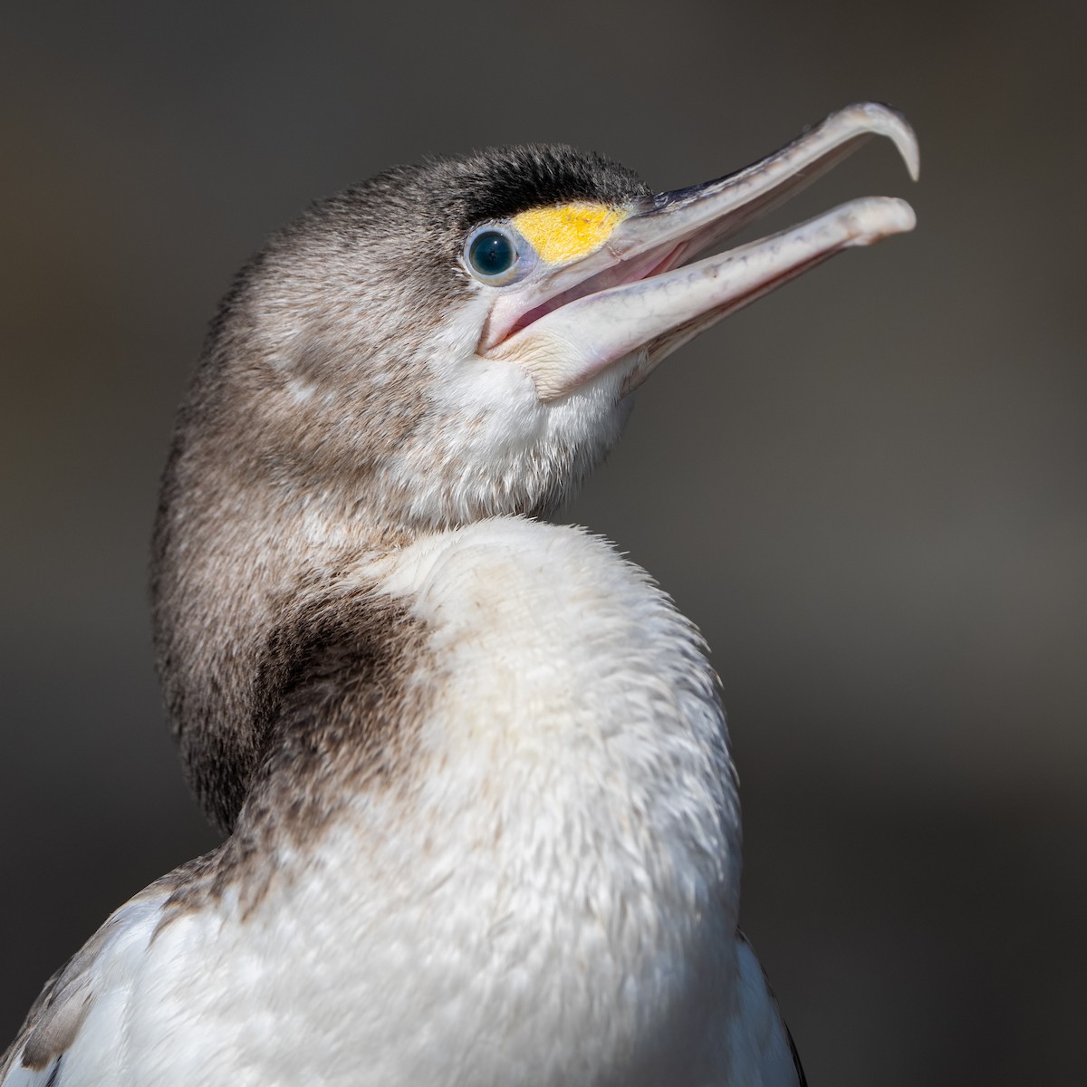 Pied Cormorant - ML623099165