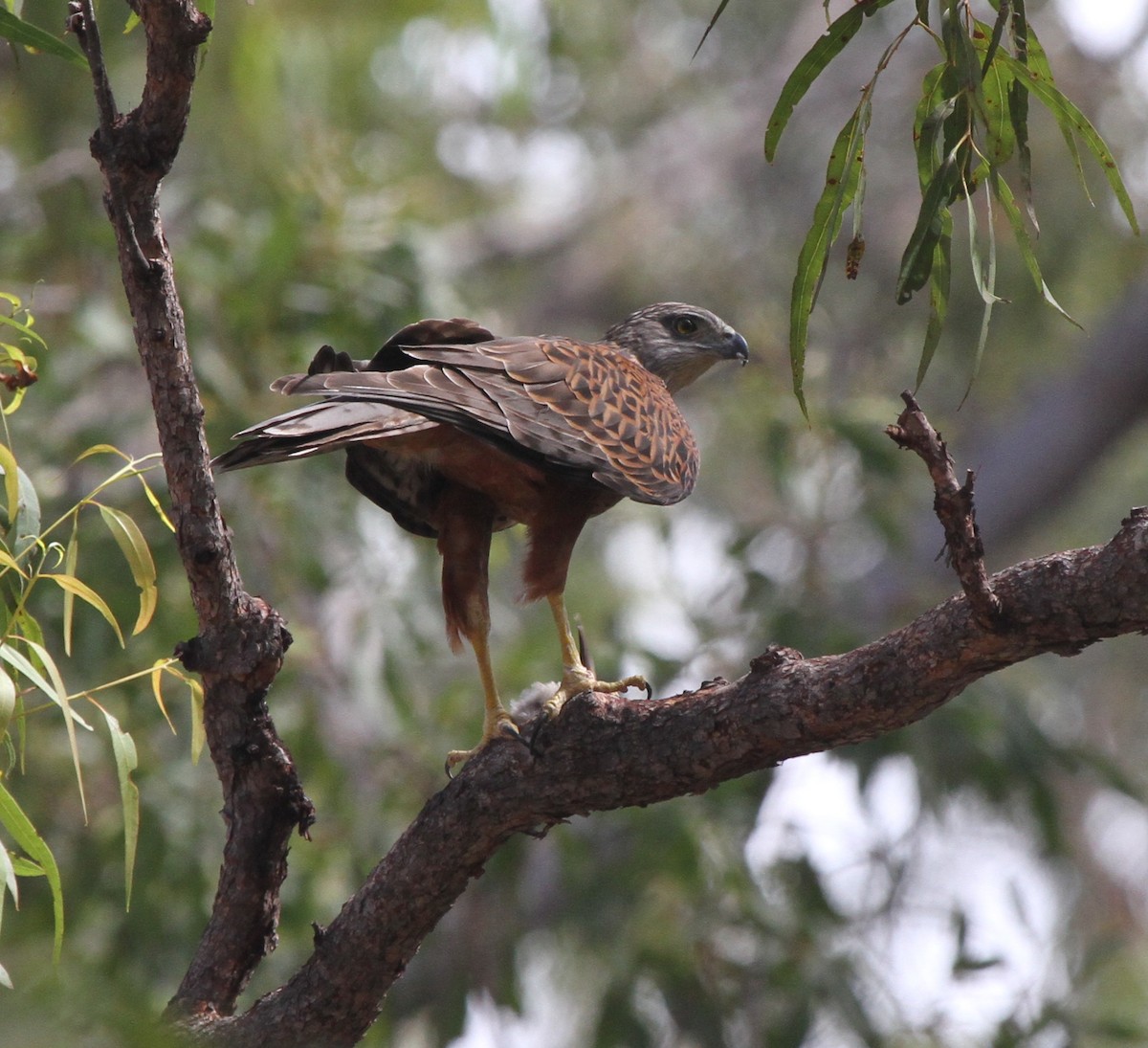 Red Goshawk - James (Jim) Holmes