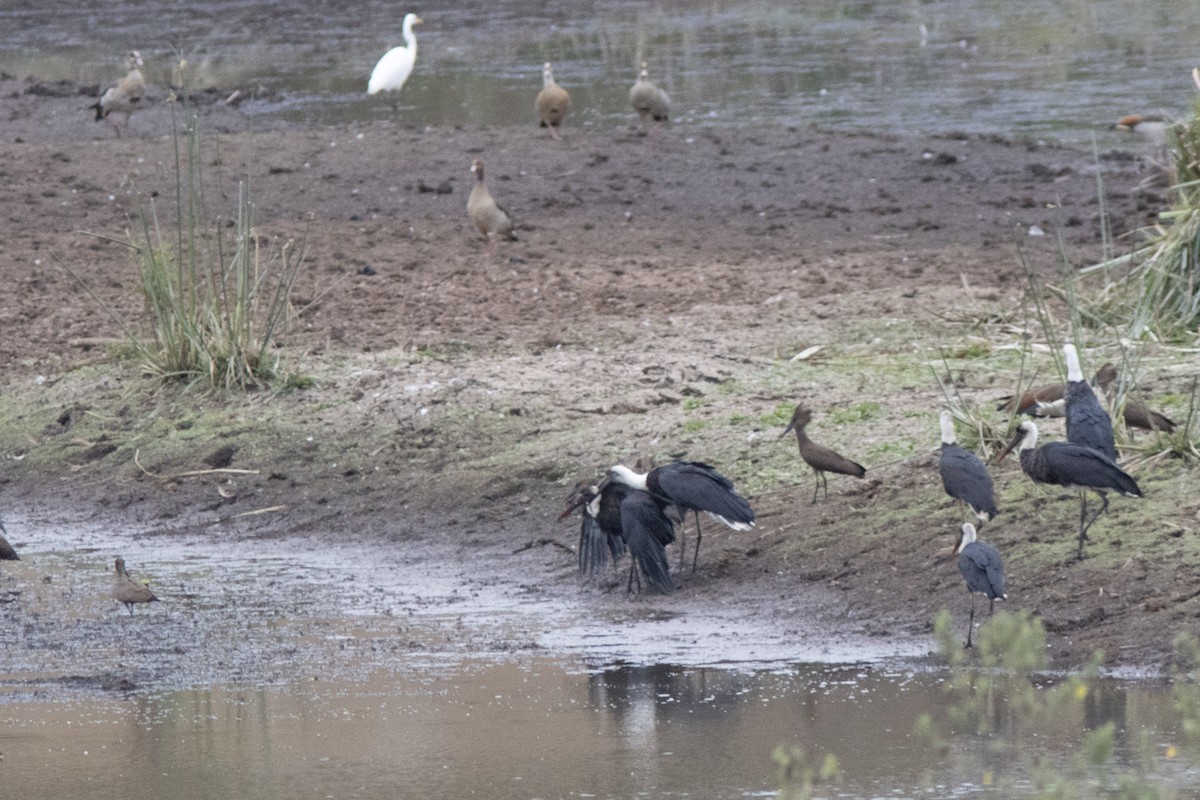 Afrika-Wollhalsstorch - ML623099260