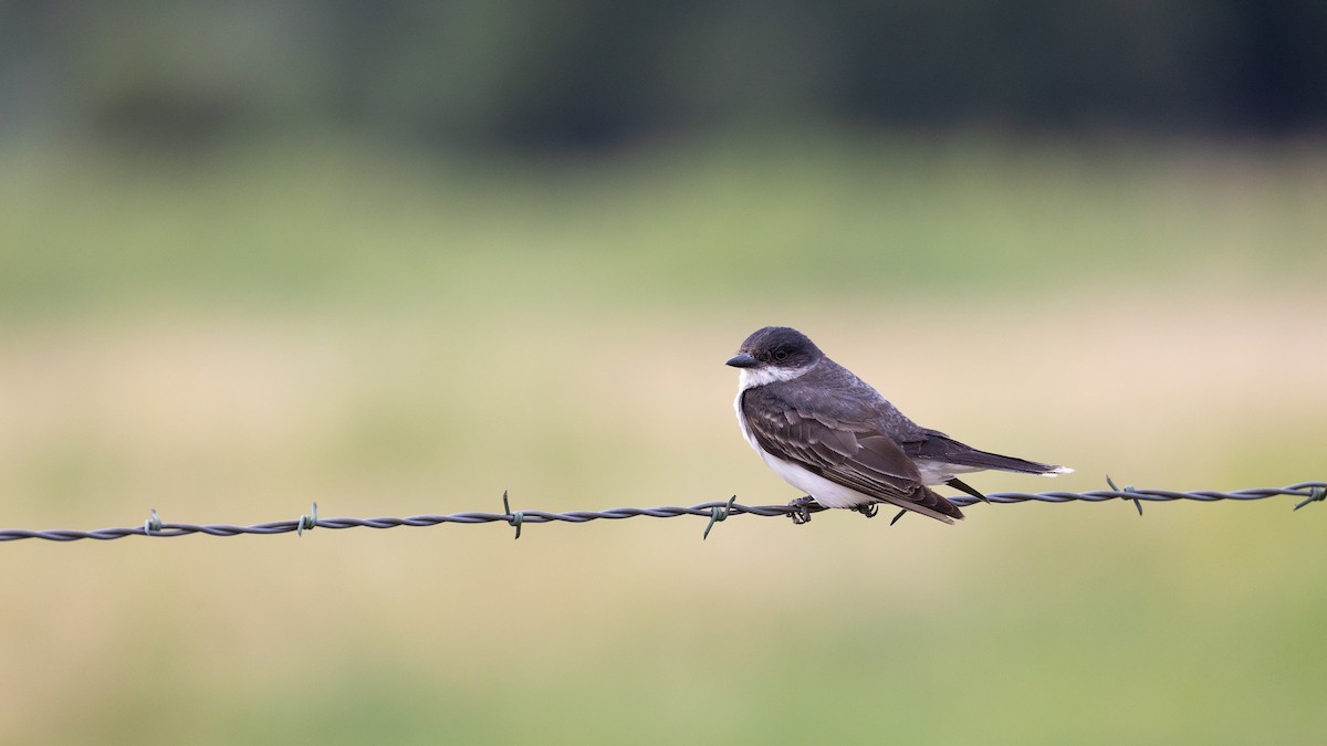 Eastern Kingbird - ML623099303