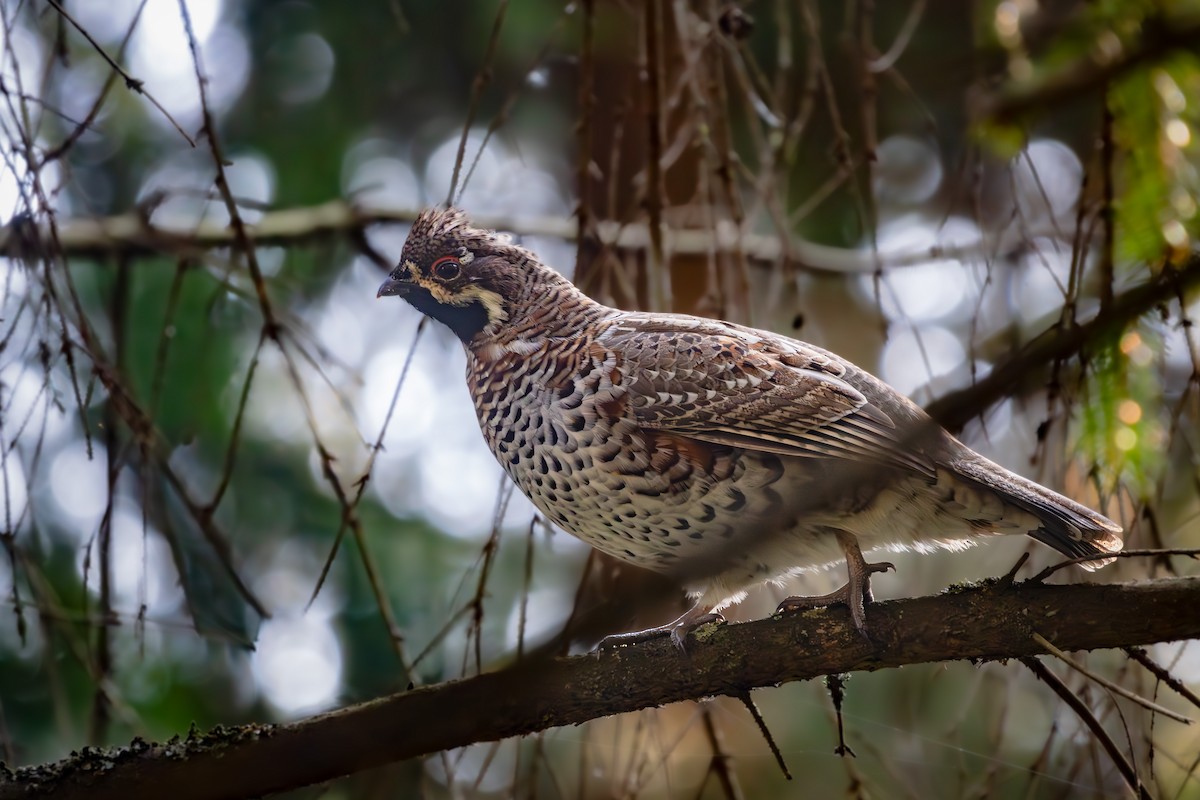 Hazel Grouse - ML623099312