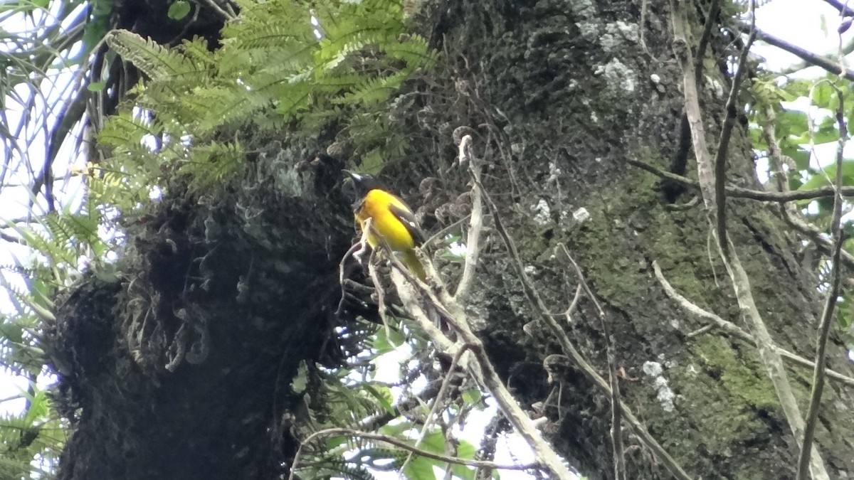 Bar-winged Oriole - ML623099320