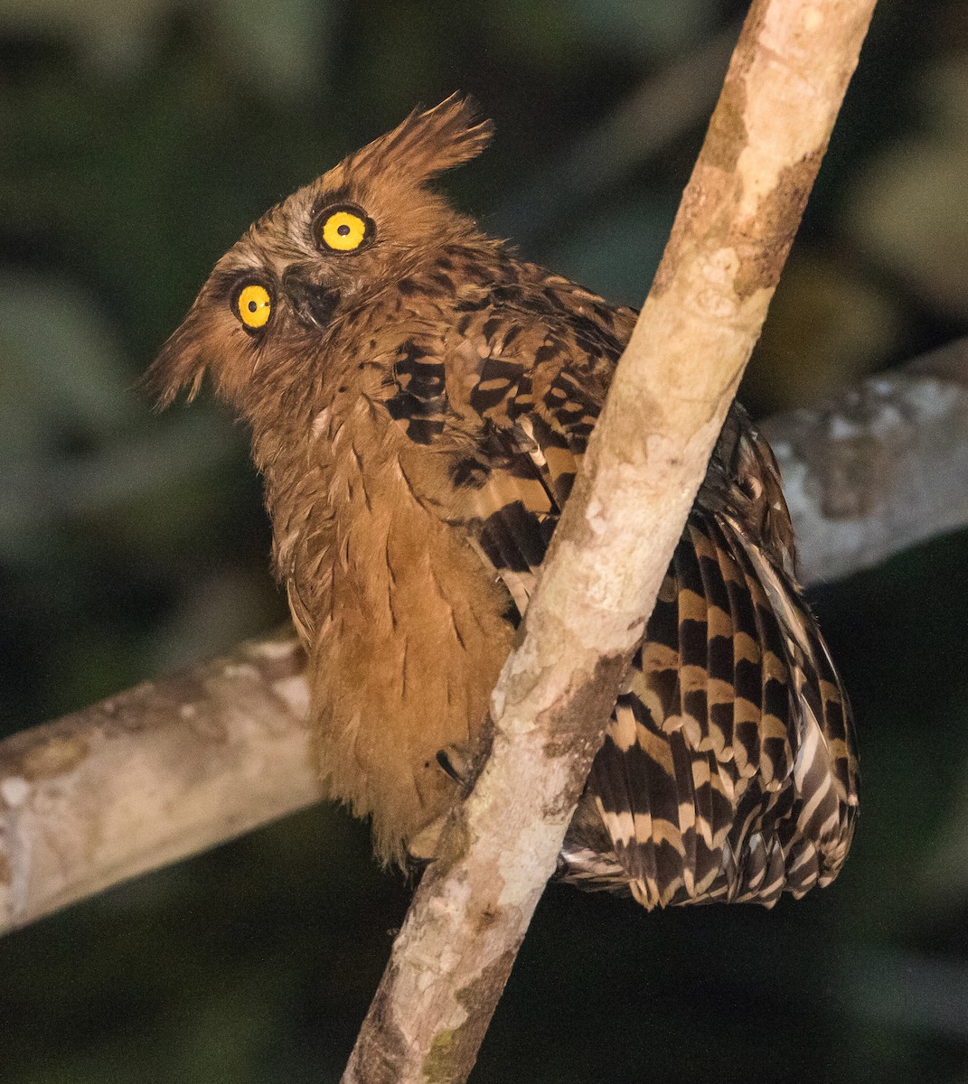 Buffy Fish-Owl - ML623099347