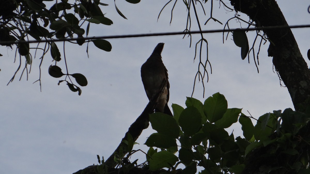 Chachalaca Ventriblanca - ML623099365