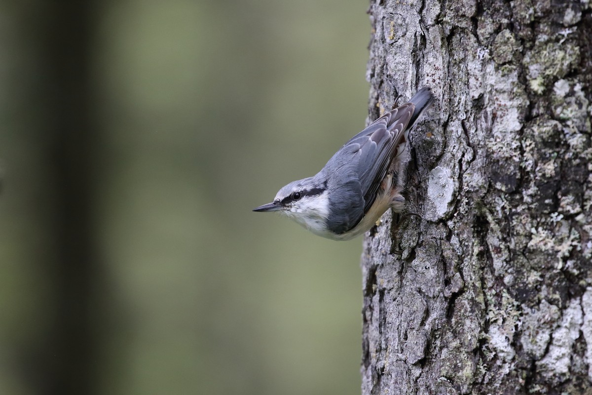 Eurasian Nuthatch (White-bellied) - ML623099421