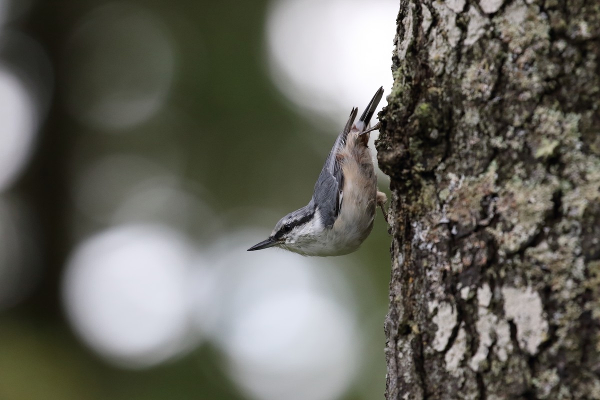 Eurasian Nuthatch (White-bellied) - ML623099422