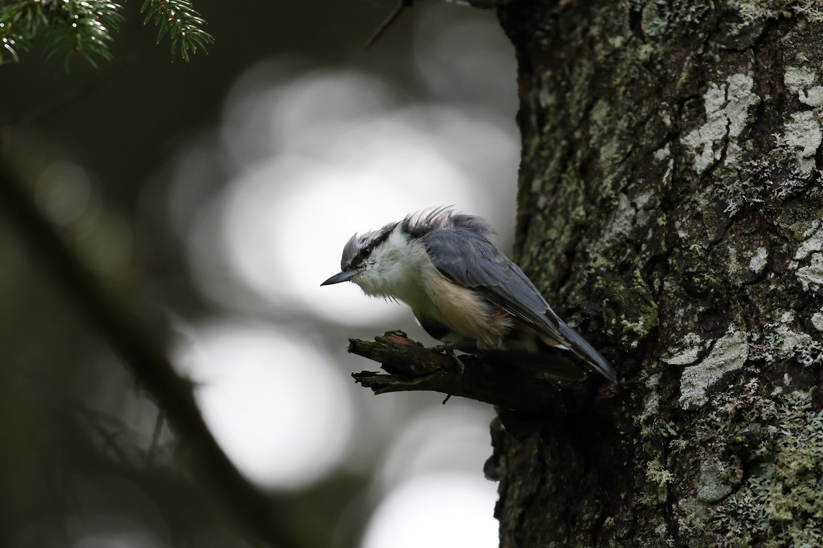 Eurasian Nuthatch (White-bellied) - ML623099423