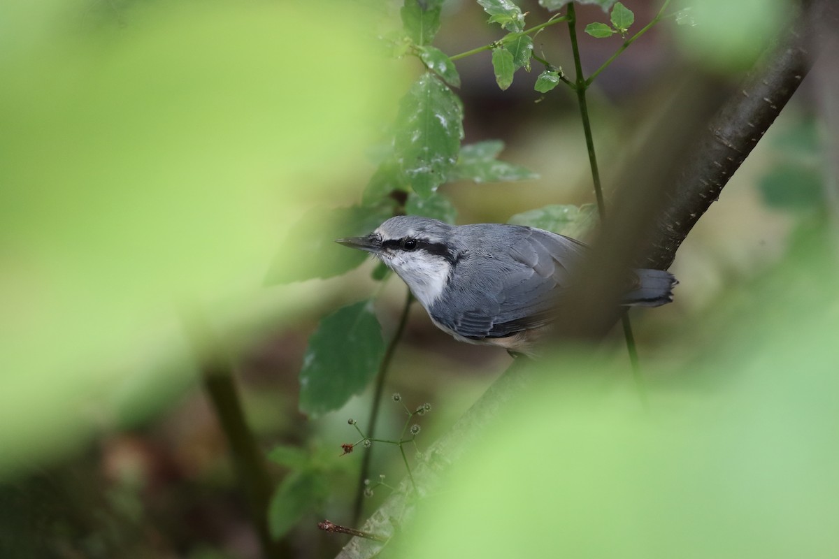 brhlík lesní [skupina asiatica] - ML623099426