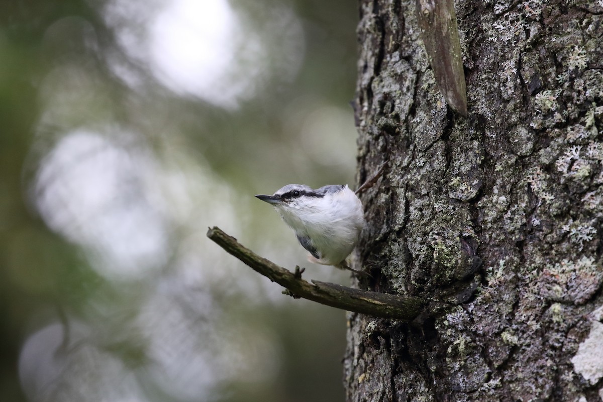 brhlík lesní [skupina asiatica] - ML623099427