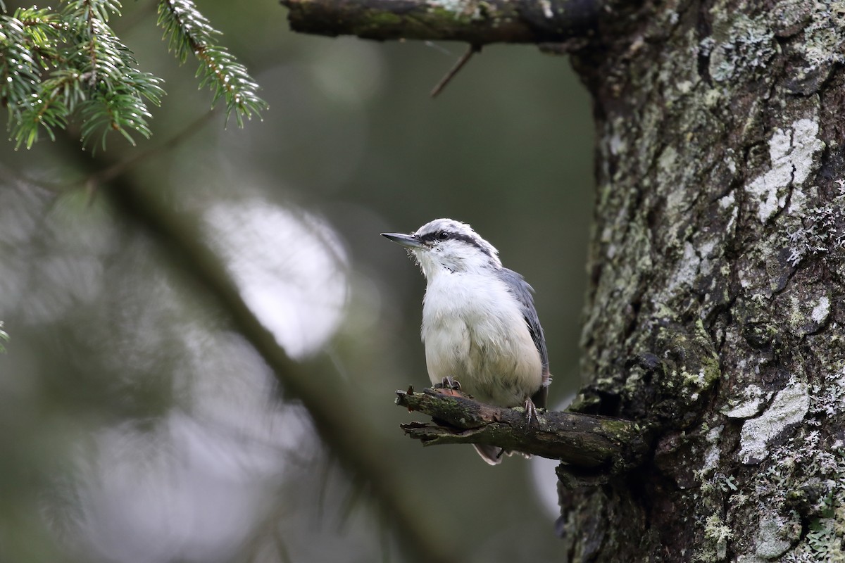 Eurasian Nuthatch (White-bellied) - ML623099429