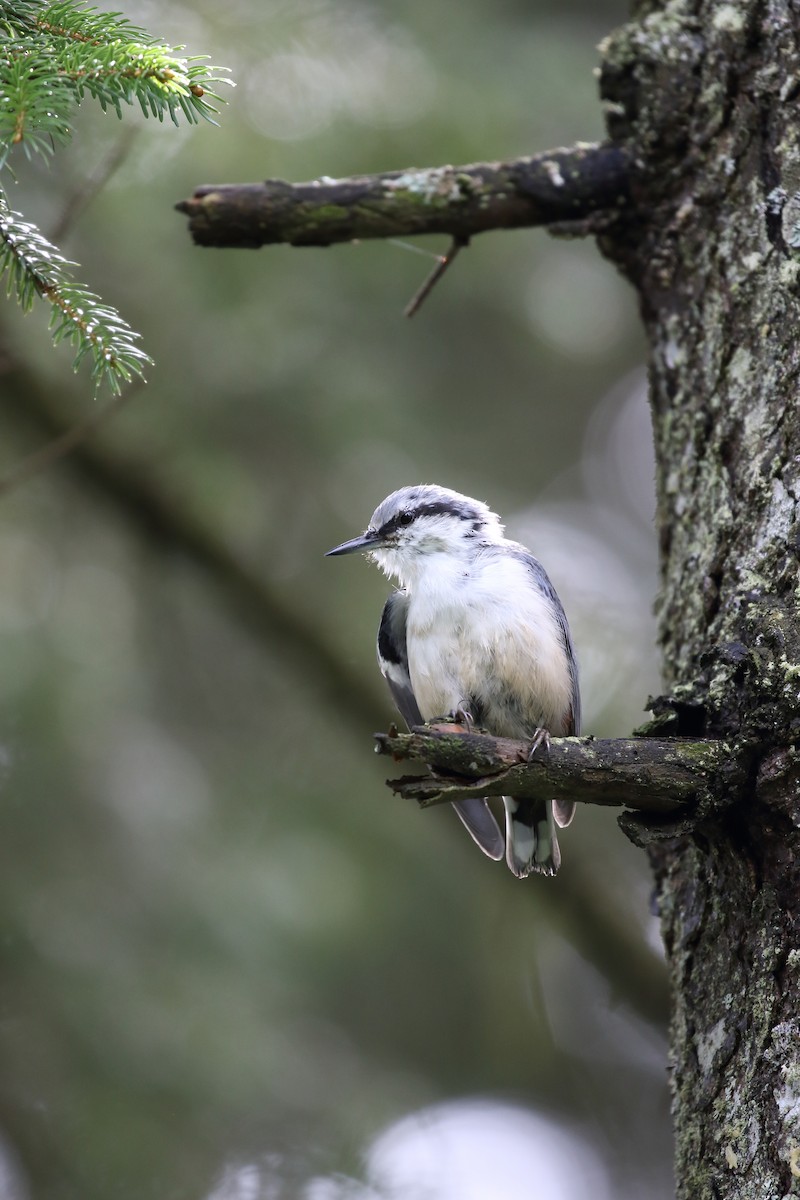 brhlík lesní [skupina asiatica] - ML623099430