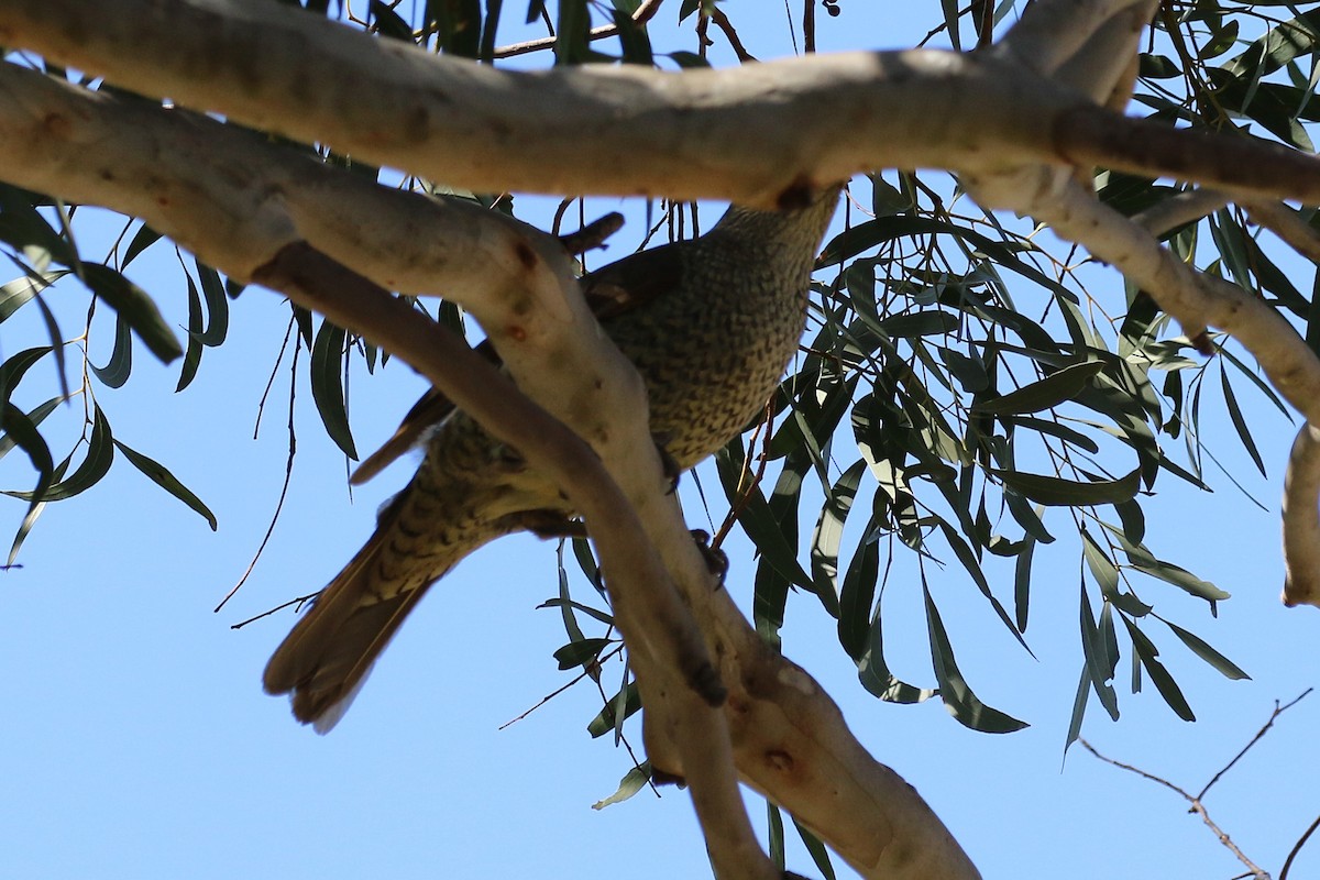 Satin Bowerbird - Deb & Rod R