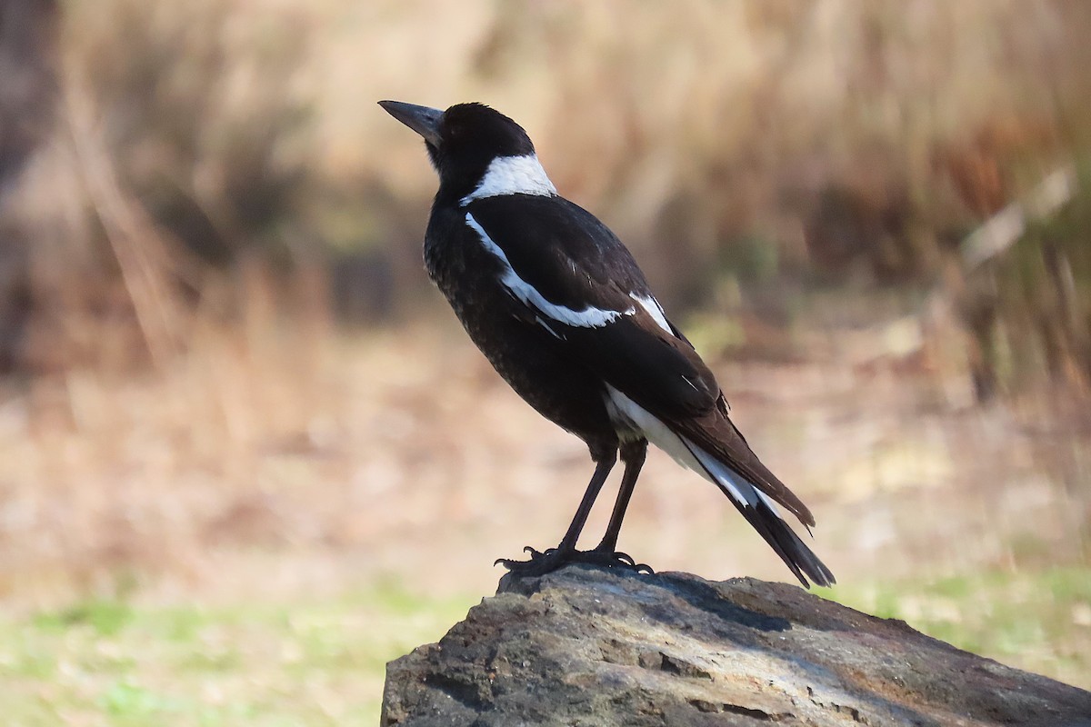 Australian Magpie - Deb & Rod R