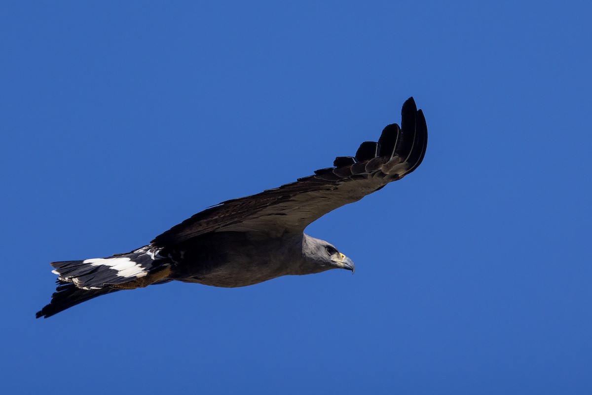 Chaco Eagle - ML623099458