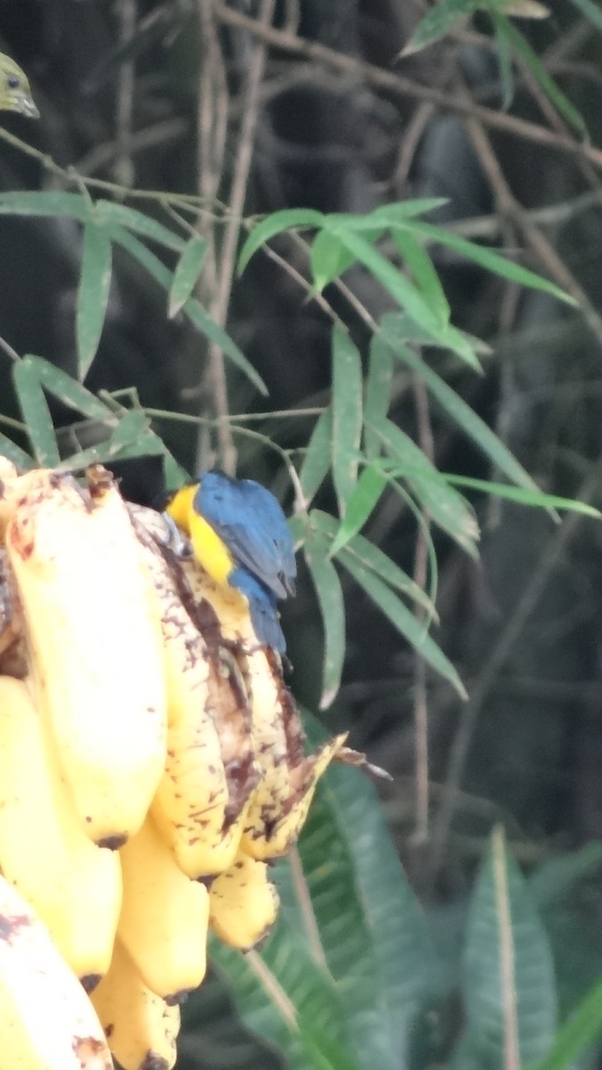 Yellow-throated Euphonia - ML623099460