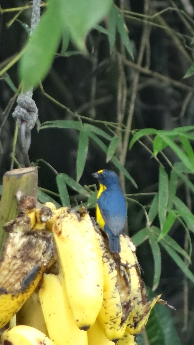 Yellow-throated Euphonia - ML623099461