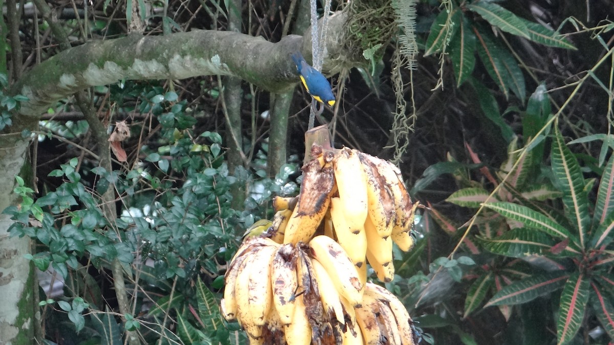 Yellow-throated Euphonia - ML623099462