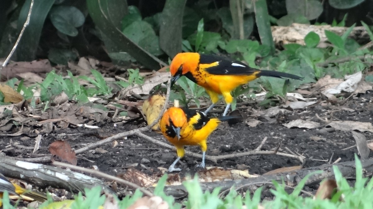 Spot-breasted Oriole - ML623099495