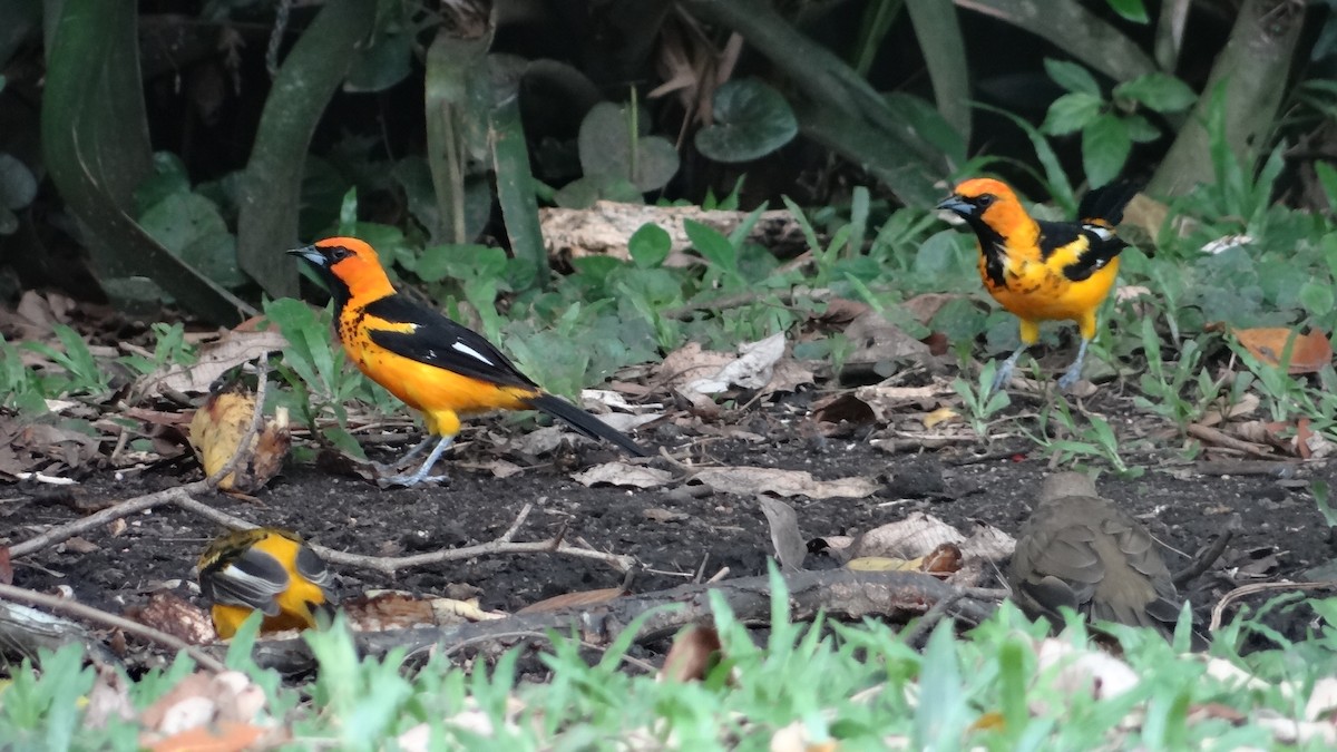 Spot-breasted Oriole - ML623099496