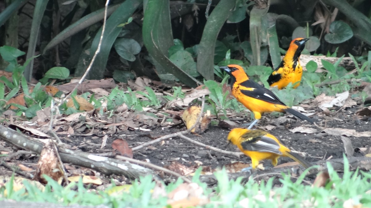 Spot-breasted Oriole - ML623099497