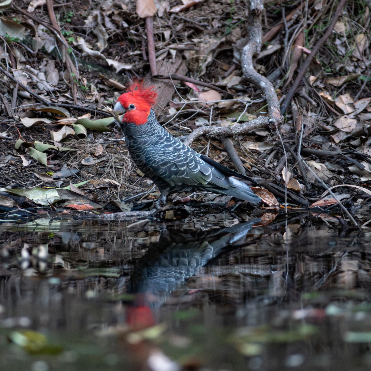 kakadu přílbový - ML623099500