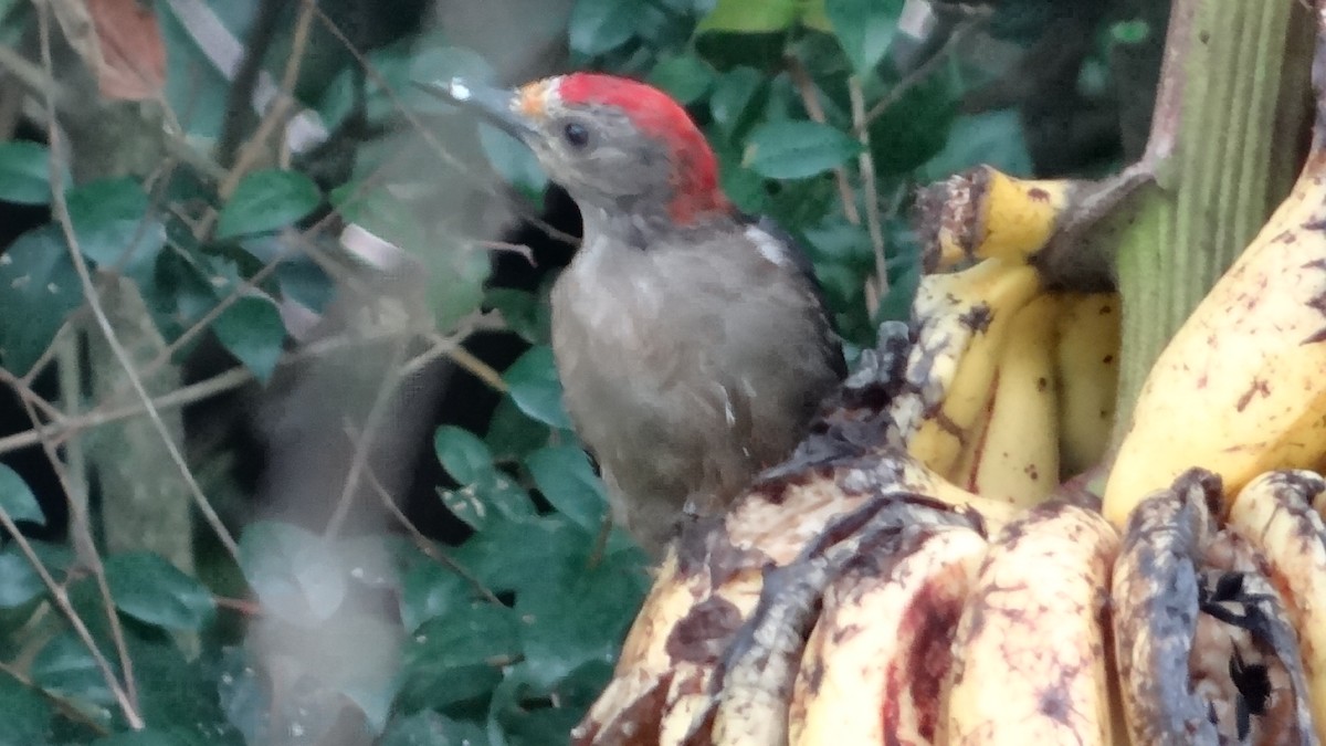 Golden-fronted Woodpecker - ML623099505