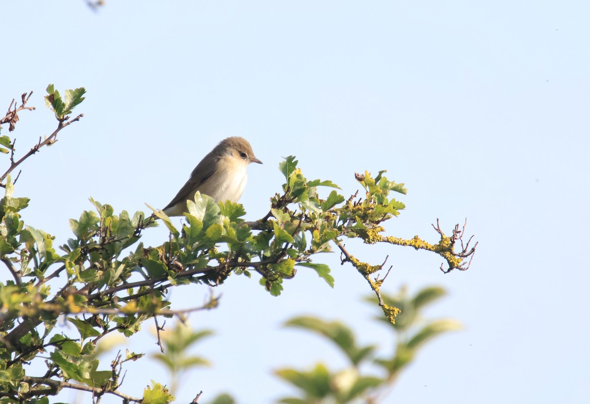 Garden Warbler - ML623099535