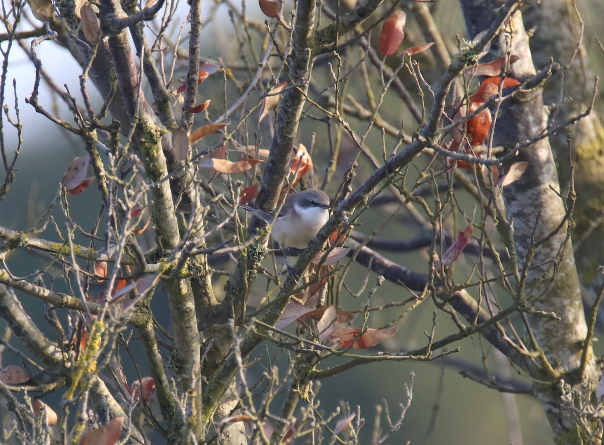 Lesser Whitethroat - ML623099539