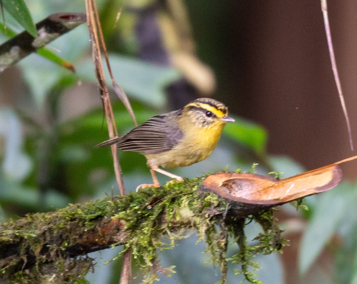 Yellow-throated Fulvetta - ML623099571