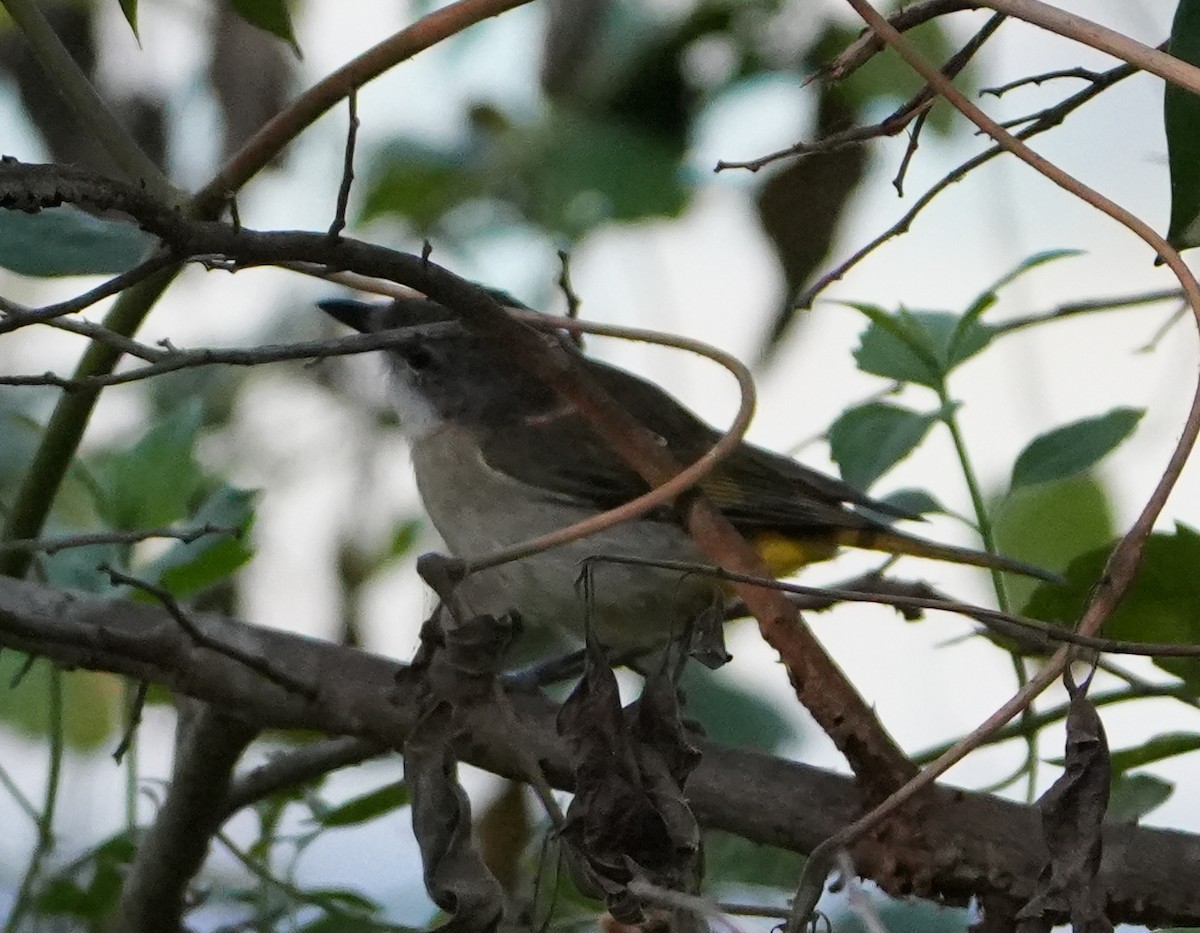 Fawn-breasted Whistler - ML623099575