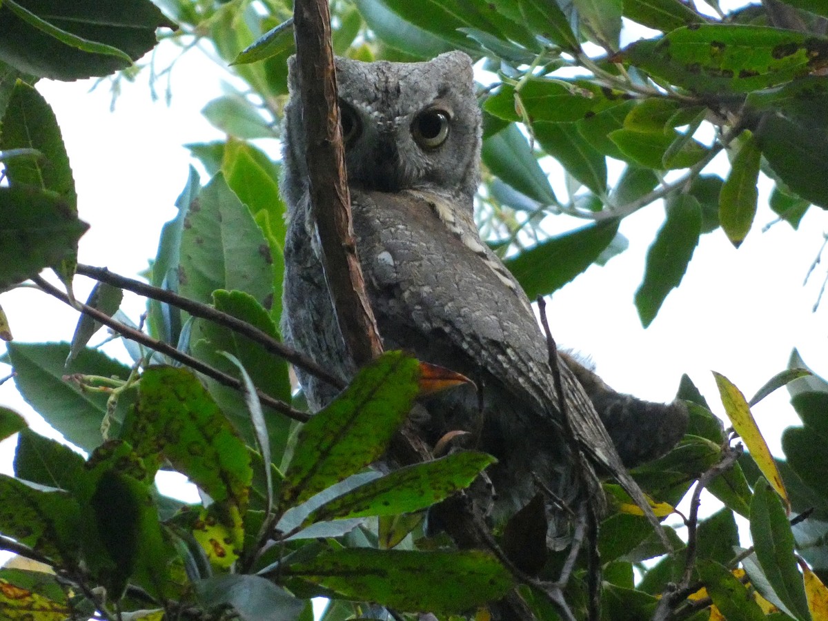 Eurasian Scops-Owl - Álvaro Pérez Pérez