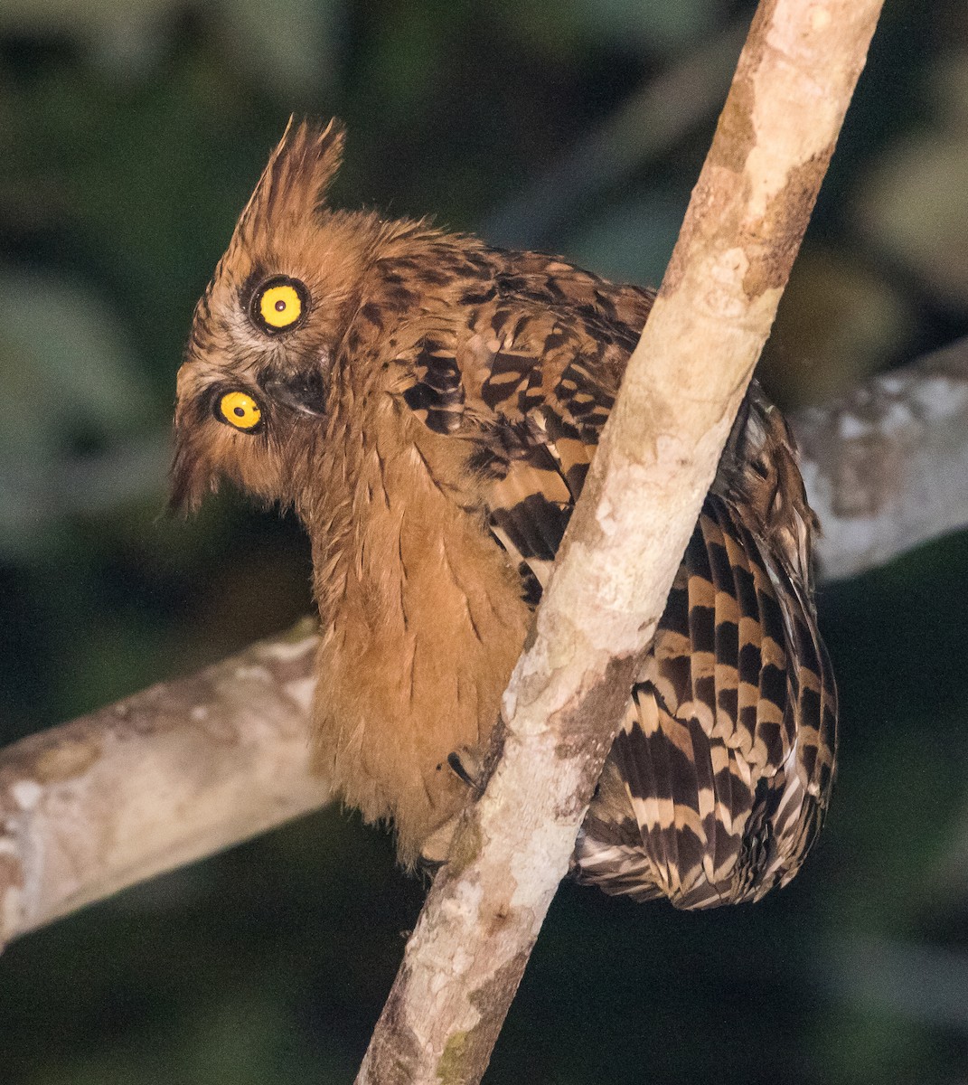 Buffy Fish-Owl - ML623099669