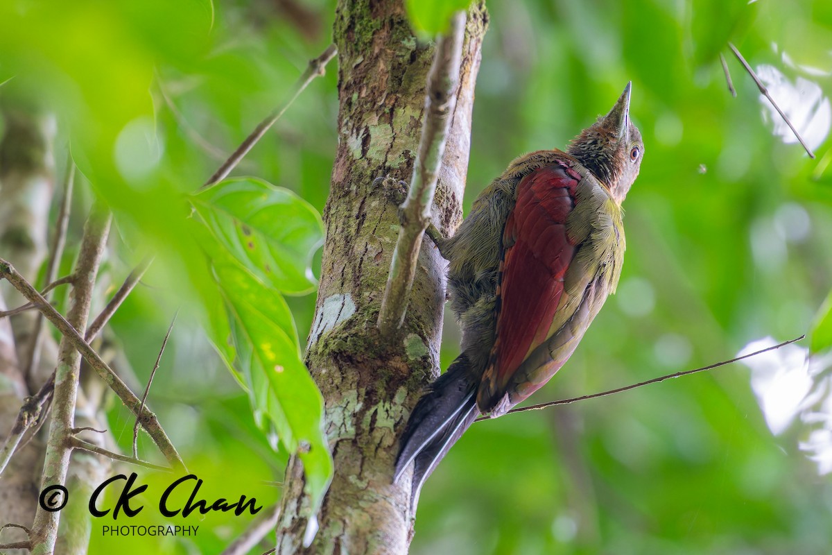 Checker-throated Woodpecker - Chee Keong Chan